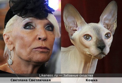 Светлана Светличная похожа на кошку породы Донской Сфинкс