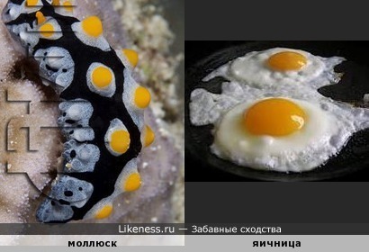 Этот моллюск напоминает яичницу