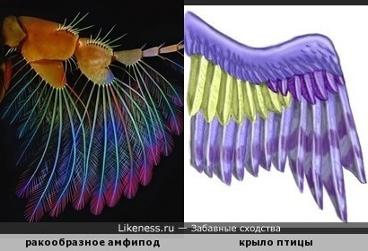 Ракообразное амфипод похоже на крыло птицы