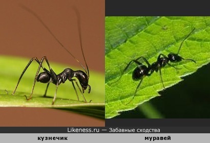 … В траве сидел кузнечик…, но не зелененький он был, да и кузнечик ли он… ) Кузнечик макроксифус и муравей