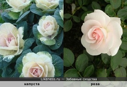 Соцветия декоративной капусты похожи на розы