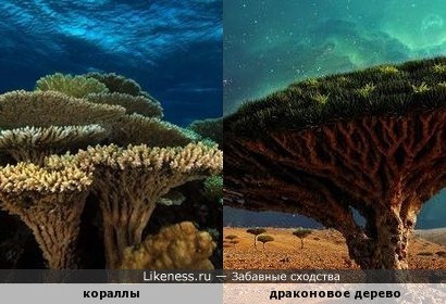 Кораллы похожи на драконовое дерево