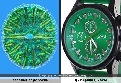 Зеленая водоросль напоминает циферблат часов