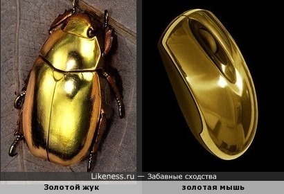 Настоящий Золотой жук (Chrysina aurigans) с Коста-Рики и золотая компьютерная мышь