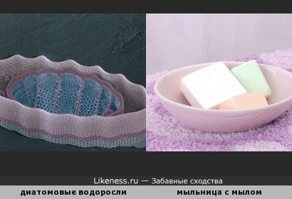 Диатомовые водоросли похожи на мыльницу с мылом )