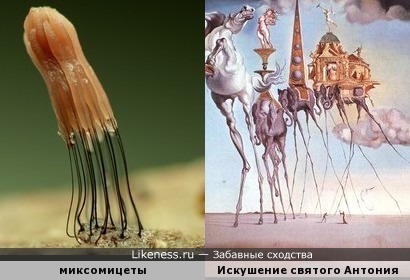 Странные шагающие грибы, как один из персонажей картины Дали )
