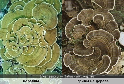 Кораллы напоминают древесные грибы
