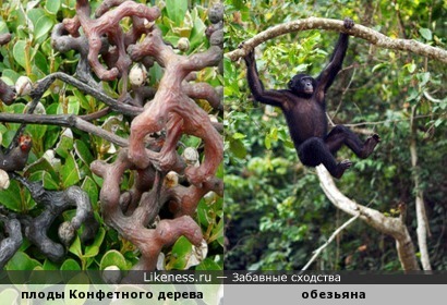 Плоды Конфетного дерева напоминают обезьянок, прыгающих по веткам