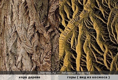 Горы на фото из космоса напоминают кору дерева