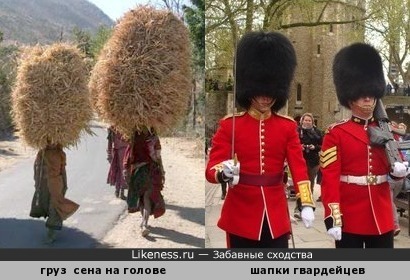 Груз сена на голове напоминает головные уборы королевских гвардейцев