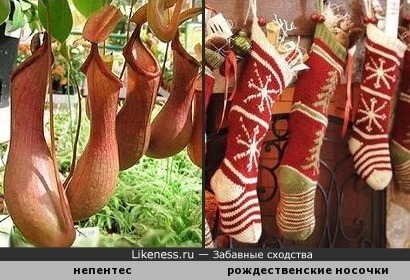 Растения-хищники Непентес напоминают рождественские носочки