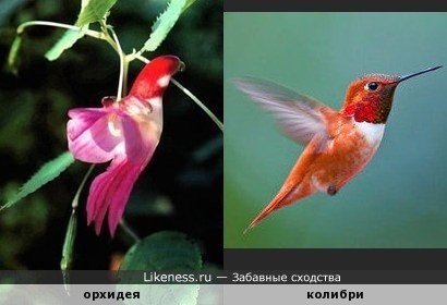 Цветок орхидеи напоминает колибри