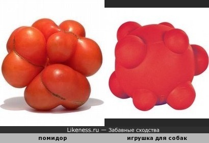 Необычный помидор напоминает игрушку для собак