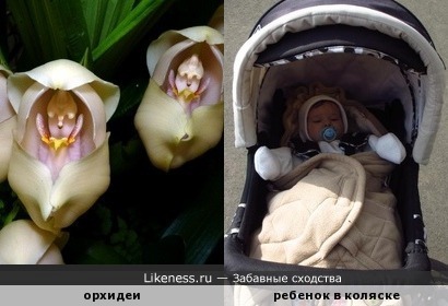 Орхидея напоминает малыша, спящего в коляске