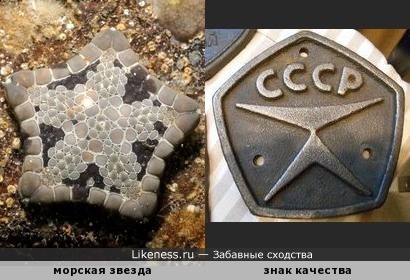 Морская звезда похожа на советский знак качества