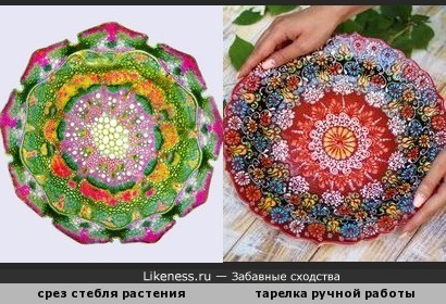 Срез Казуарины Хвощелистной напоминает узор на тарелке ручной работы