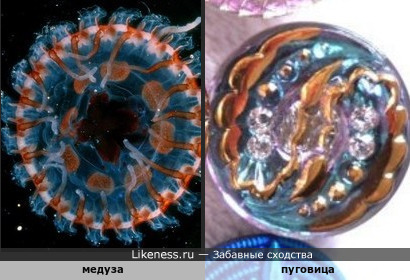 Медуза похожа на пуговицу