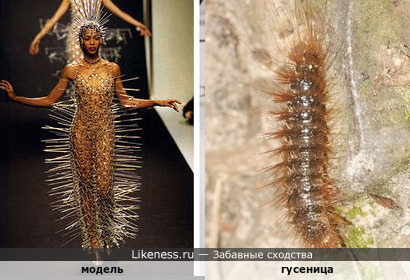 Мода добралась до мира насекомых
