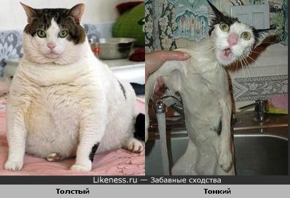 Толстый и тонкий коты похожи