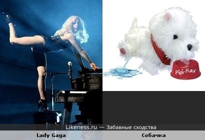 Lady Gaga похожа на собачку