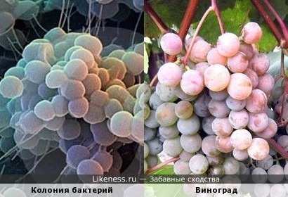 Колония бактерий и Виноград