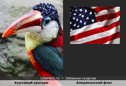 Курчавый арасари и Американский флаг