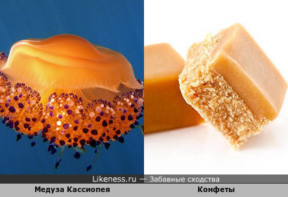 Медуза Кассиопея и конфета помадка