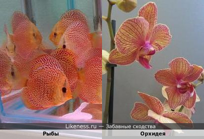 Рыбы и орхидея