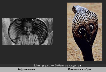 Африканка и Очковая кобра