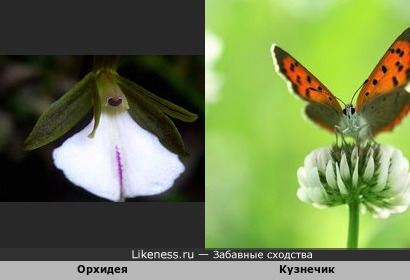 Орхидея и Бабочка