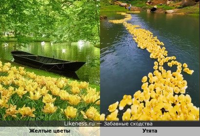 Желтые цветы напоминают утят в водоеме