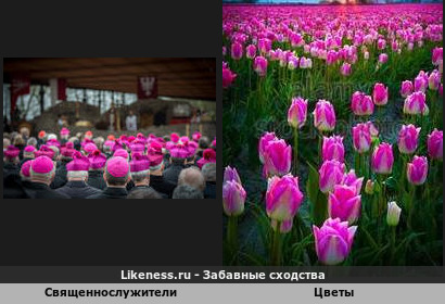 Священнослужители напоминают розовые цветы