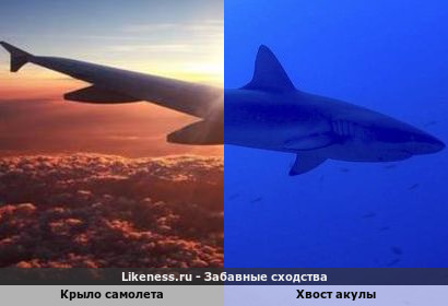 Крыло самолета похоже на хвост акулы