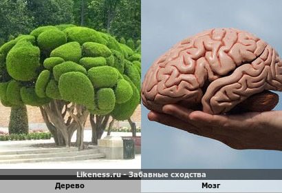 Дерево напоминает Мозг