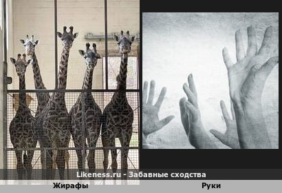 Жирафы напоминают руки