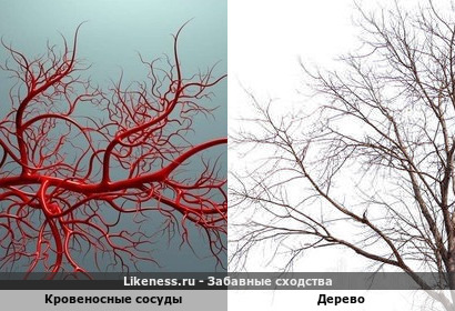 Кровеносные сосуды напоминают дерево