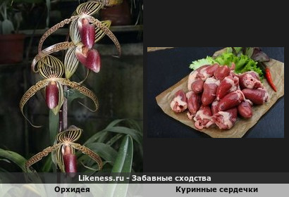 Цветы орхидеи «Золото Кинабалу» напоминают куринные сердечки