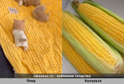 Плед напоминает кукурузу
