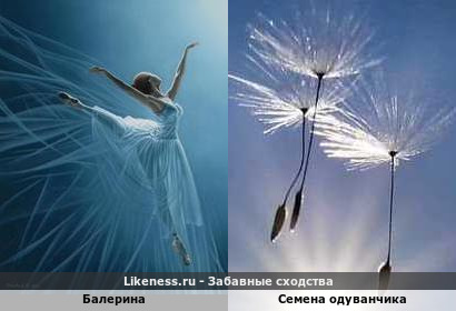 Балерина напоминает семена одуванчика