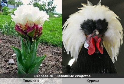 Тюльпан напоминает курицу с хохолком