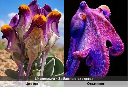 Цветок напоминает Осьминога