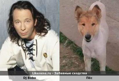 Dj Bobo напоминает собаку