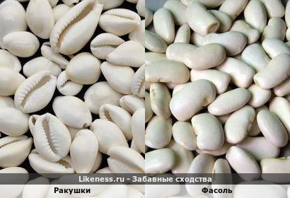 Ракушки напоминают Фасоль