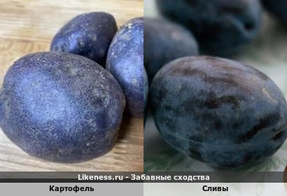 Картофель напоминает сливы