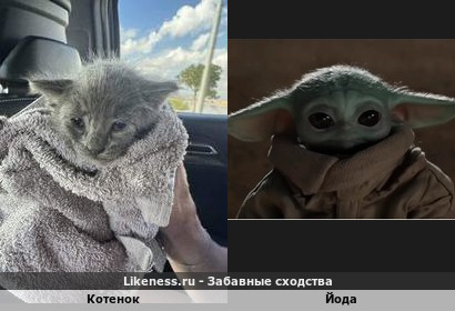 Котенок напоминает Йоду