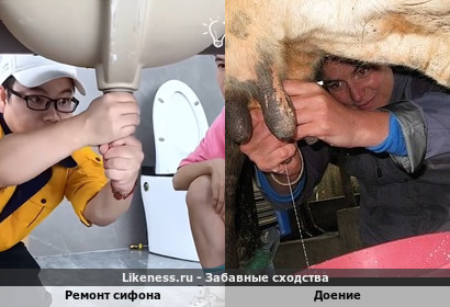 Ремонт сифона напомнил процесс доения