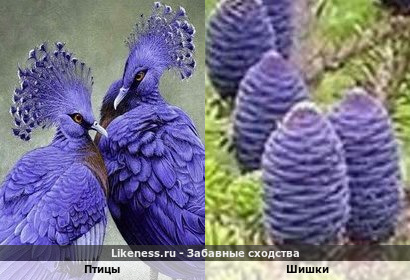 Шишки корейской лиственницы чем-то напомнили фиолетовых птиц
