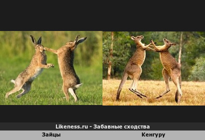 Дерущиеся зайцы напоминают дерущихся кенгуру