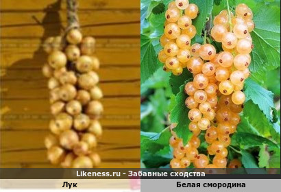 Лук напомнил белую смородину