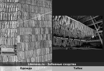 Одежда напоминает Табак